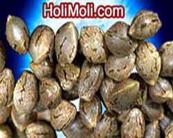 Olive Branch weed seeds delivery
