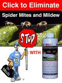 image of dr moli holding a stop sign in front of spider mites on cannabis plant, with a big bottle of The Eliminator next to him