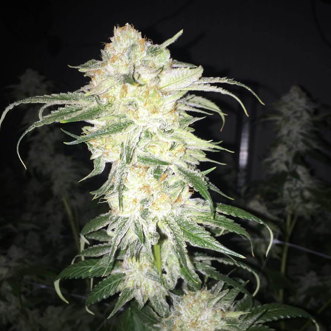 afghan kush cannabis pics