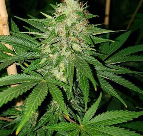 ak47 autoflower cannabis pics