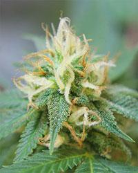 photo of ak-white-fire feminized cannabis bud