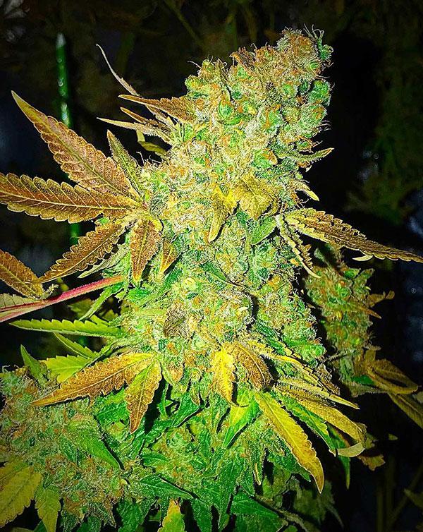 ak47 cannabis pics