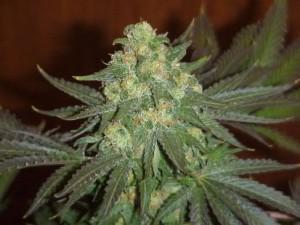 ak47 cannabis pics