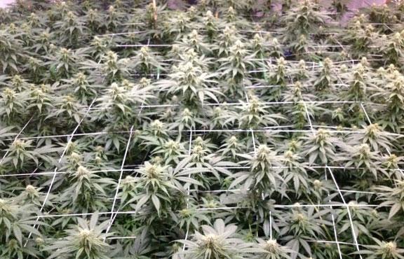 ak 47 cannabis pics