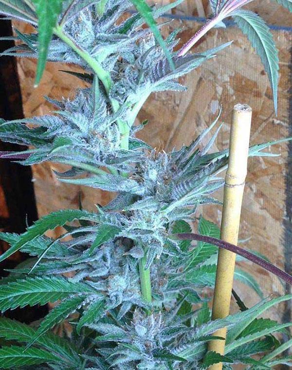 acapulcp gold cannabis pics