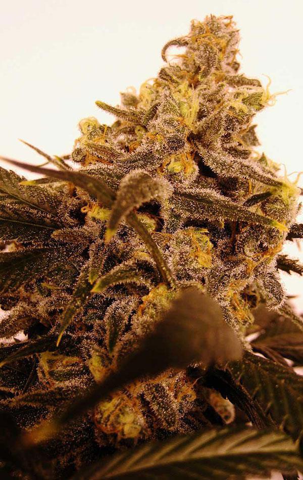 acapulcp gold cannabis pics