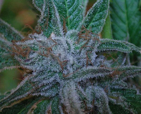 acapulcp gold cannabis pics