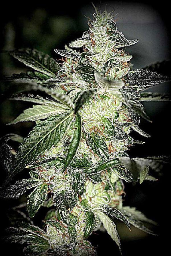 acapulcp gold cannabis pics