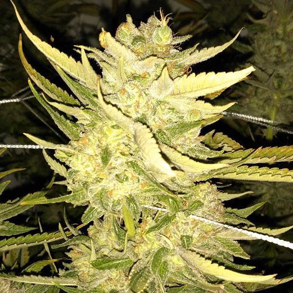 acapulcp gold cannabis pics
