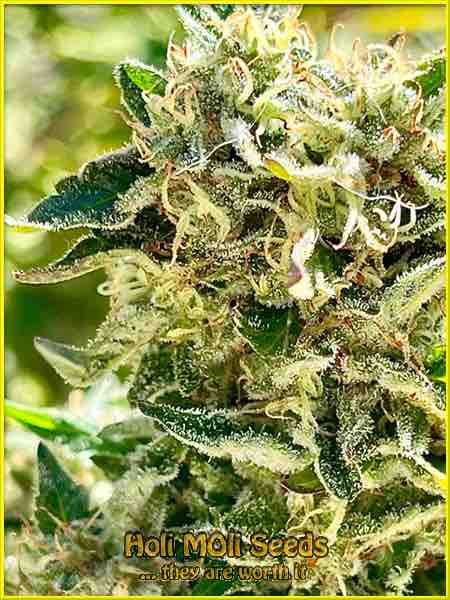big bud autoflower cannabis pics