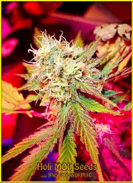 black domina autoflower cannabis pics