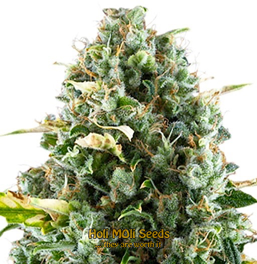 chocolate autoflower cannabis pics