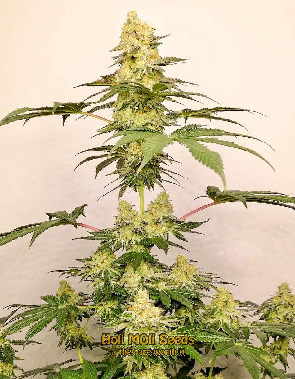 chocolate autoflower cannabis pics