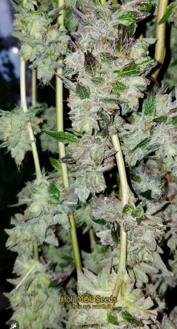 fat bastard autoflower cannabis pics