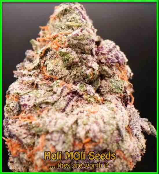 maxigom autoflower cannabis pics