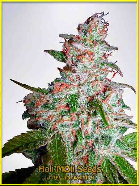 northern lights autoflower cannabis pics