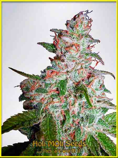 Northern Lights Autoflower Pics - Marijuana