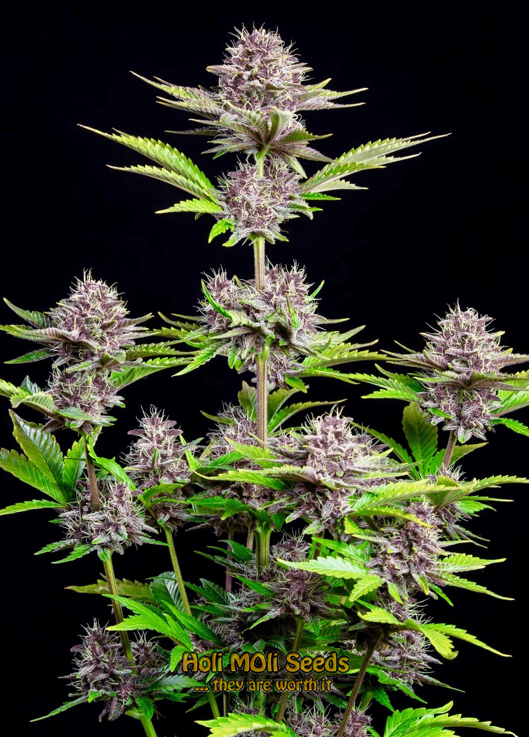 purple punch autoflower cannabis pics