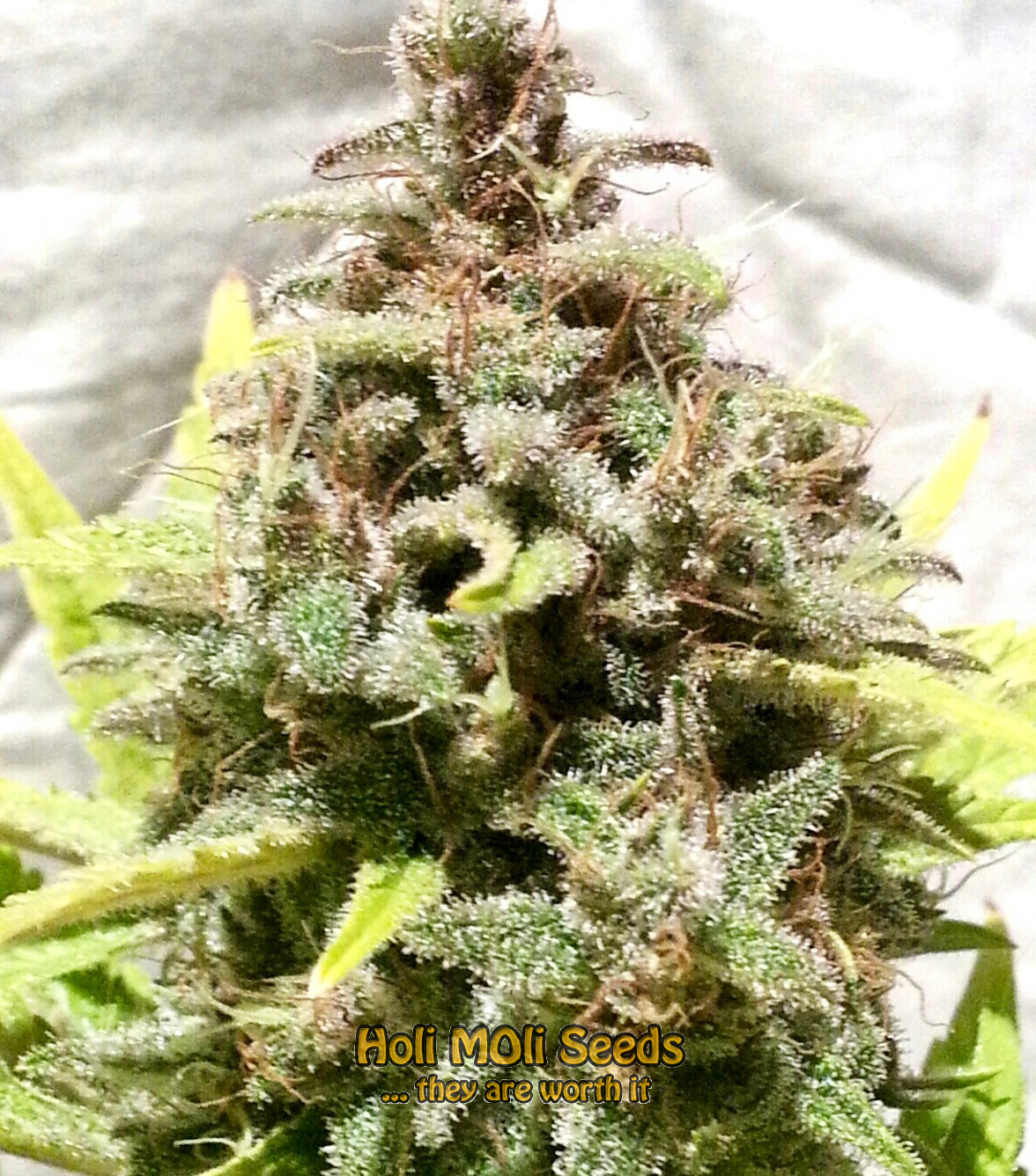 purple punch autoflower cannabis pics