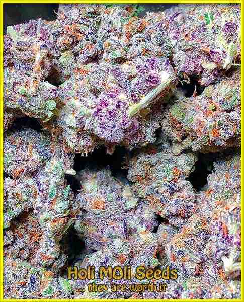 purple punch autoflower cannabis pics