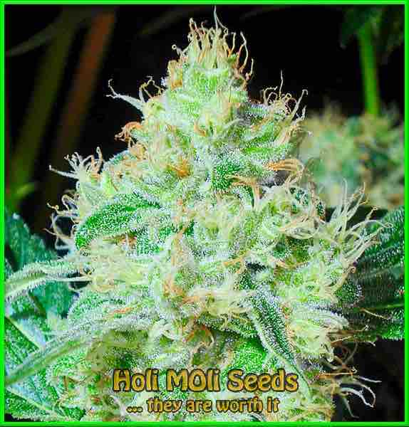 skywalker og autoflower cannabis pics