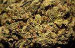 banana kush Pics