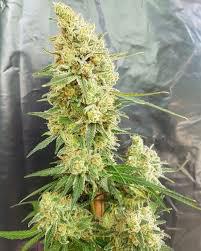 banana kush cannabis pics