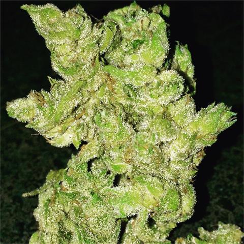 banana kush cannabis pics