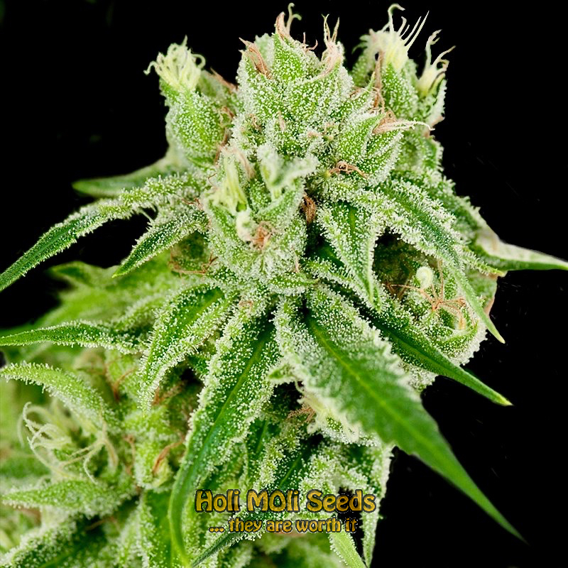 banana split cannabis pics