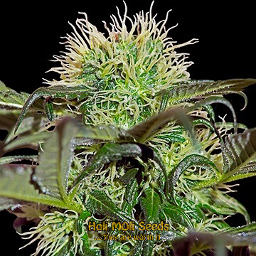 banana split cannabis pics