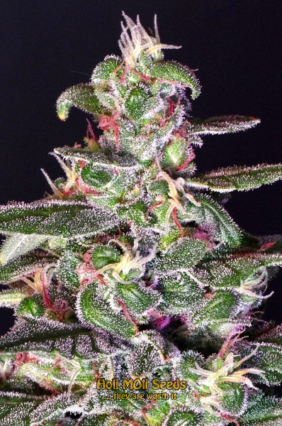 banana split cannabis pics