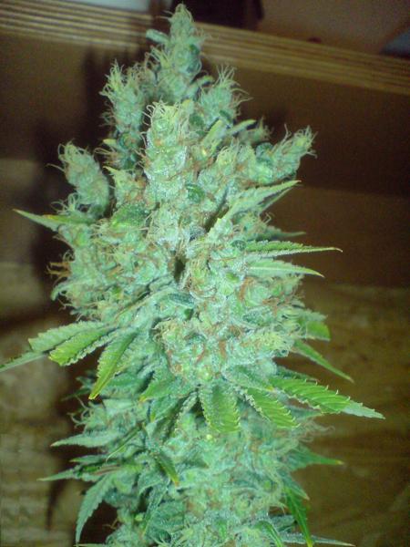 big blue cheese cannabis pics