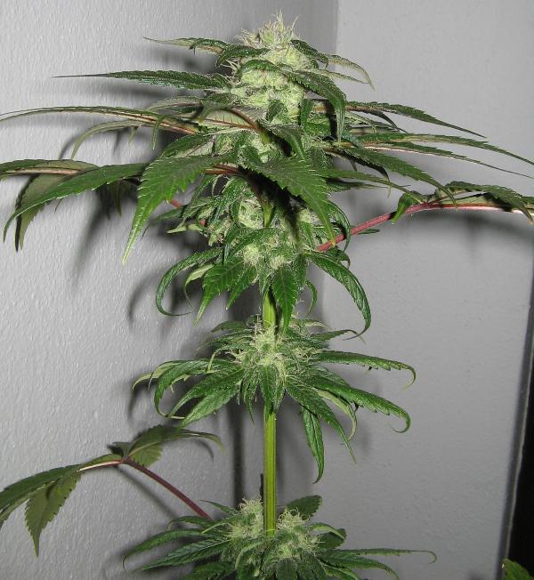 big blue cheese cannabis pics