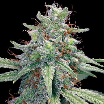 big blue cheese cannabis pics