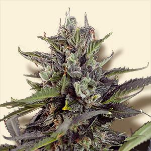 blueberry auto cannabis pics