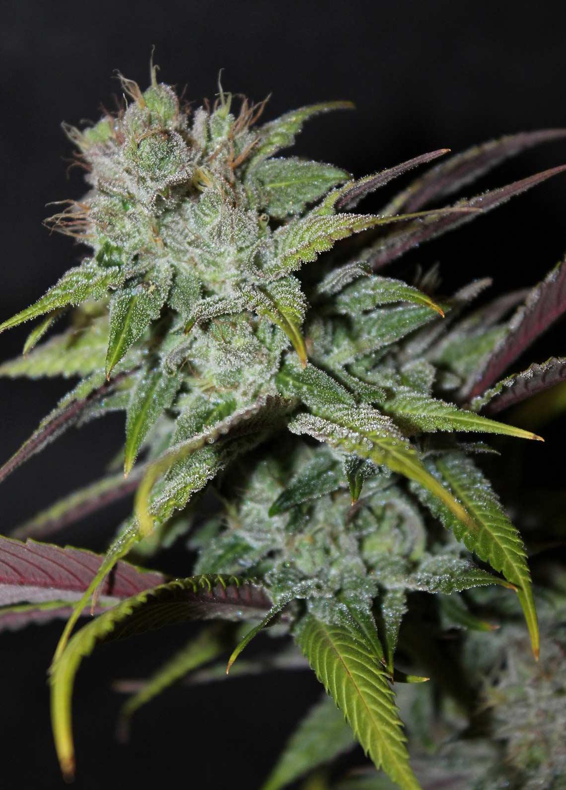 blueberry auto cannabis pics