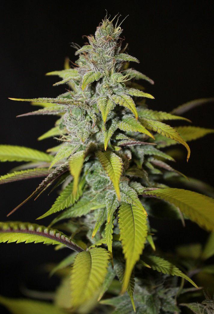 blueberry auto cannabis pics