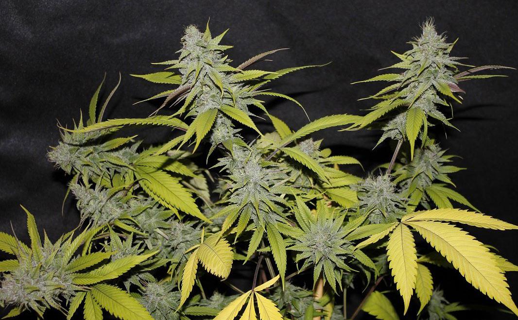 blueberry auto cannabis pics