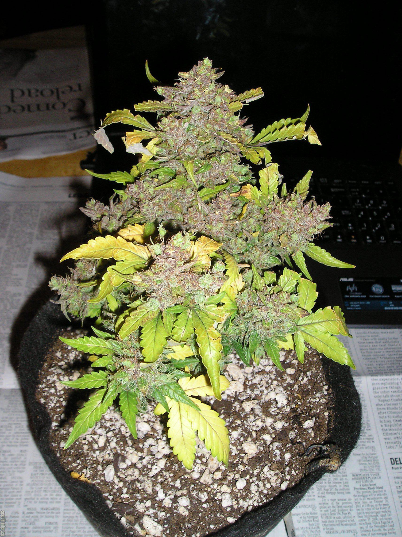 blueberry autoflower cannabis pics