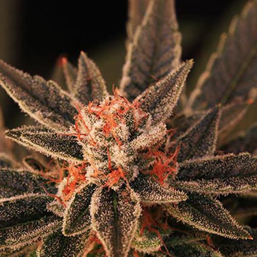 bruce banner auto cannabis pics