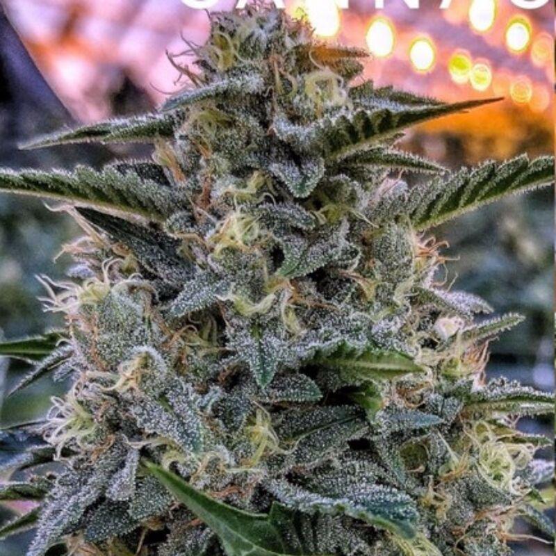 bruce banner autoflower cannabis pics