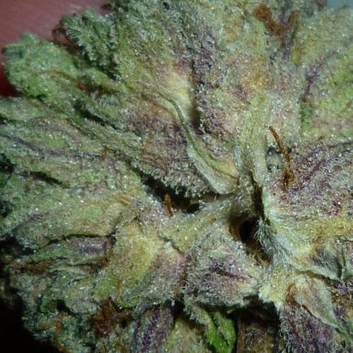 bubba kush cannabis pics