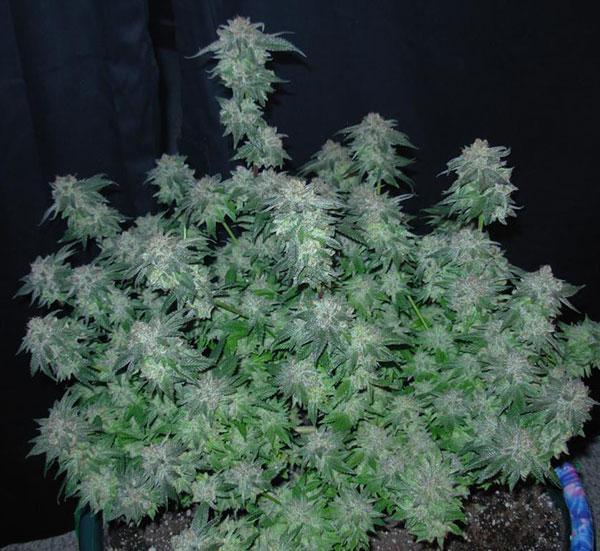 bubba kush cannabis pics