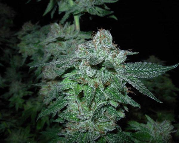 bubba kush cannabis pics