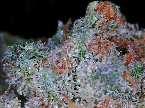 bubba kush cannabis pics