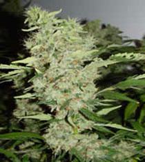 bubblegum cannabis pics