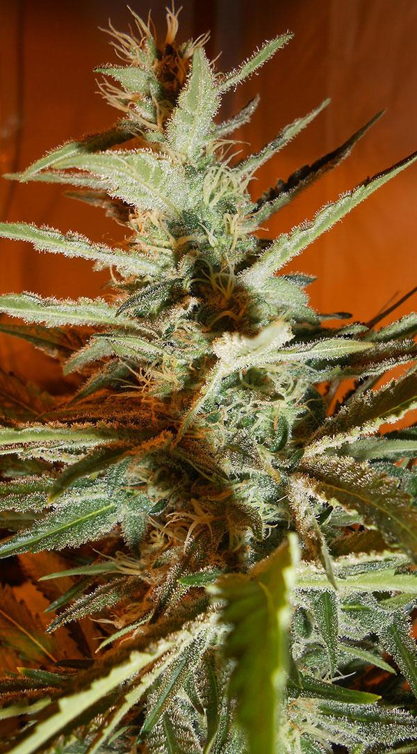 bubblegum cannabis pics