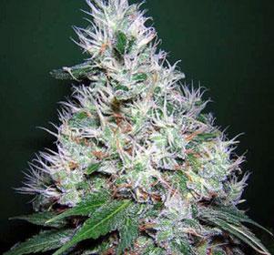 bubblegum cannabis pics