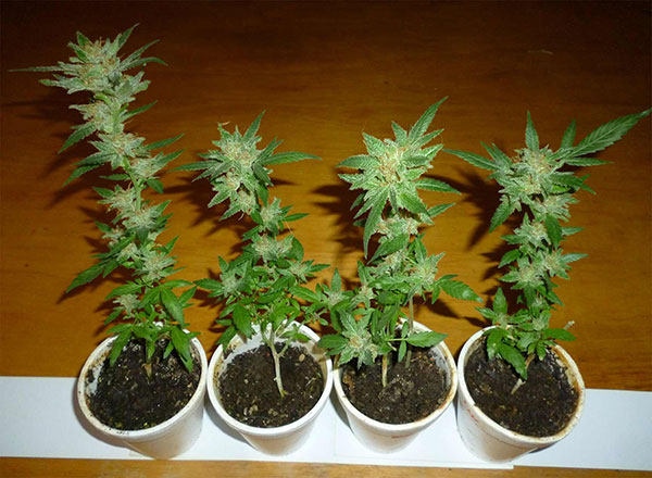 charlotte tangie Marijuana Pics