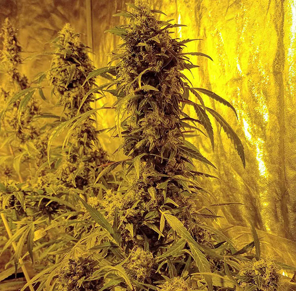 charlotte tangie Marijuana Pics